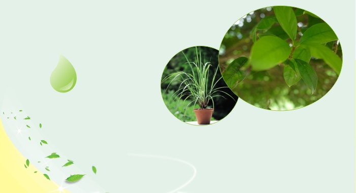 米兰（中国）户外驱蚊贴采用植物精油驱蚊配方，独特的缓释技术