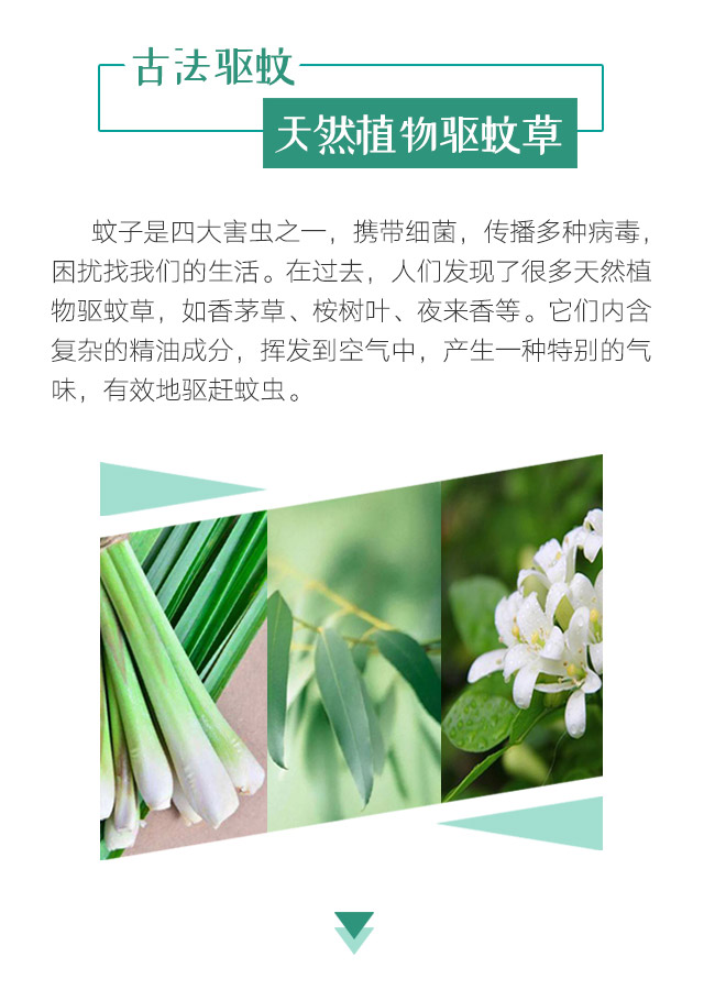米兰（中国）天然植物精油驱蚊贴